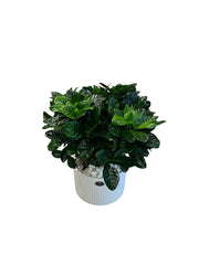 Bashera Plant Bashera Plant