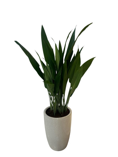 COLLAGE PLANT