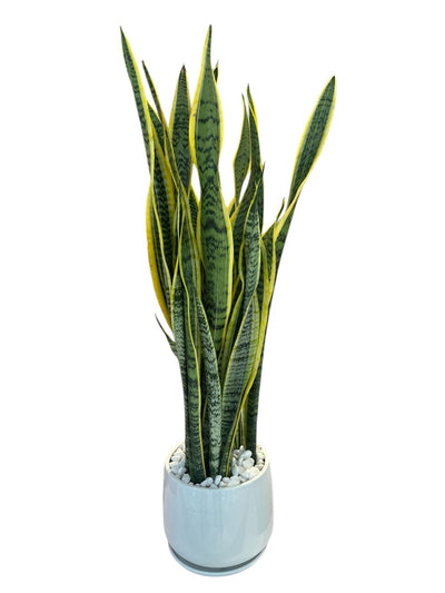 CALATHEA PLANT
