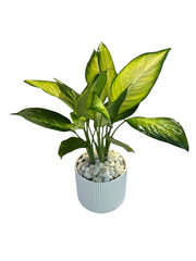 SAGO PLANT