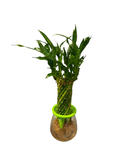 CALLA PLANT