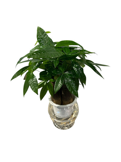 DUCAENA PLANT