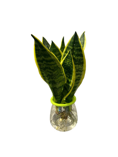 Cycas Plant