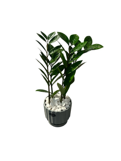 Codtaum Plant