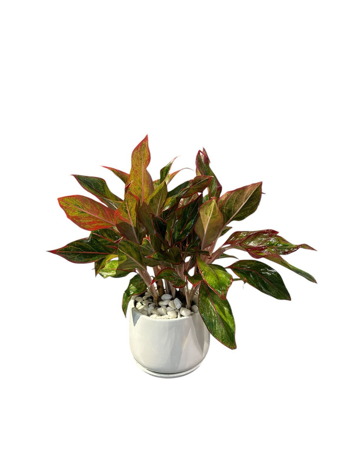 Plants