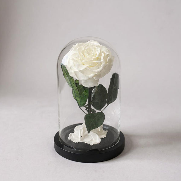 white infinity rose