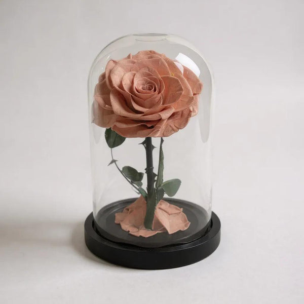 coffee color infinity rose
