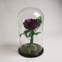 dark purple infinity rose