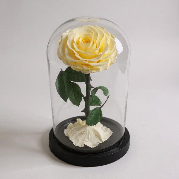 yellow infinity rose