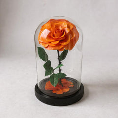 orange infinity rose