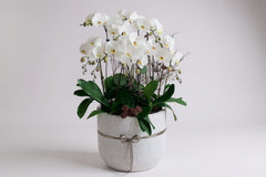 orchid in the vase